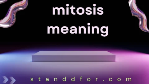 mitosis meaning