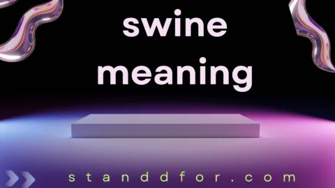swine meaning
