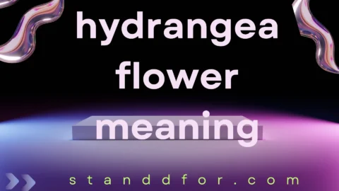 hydrangea flower meaning