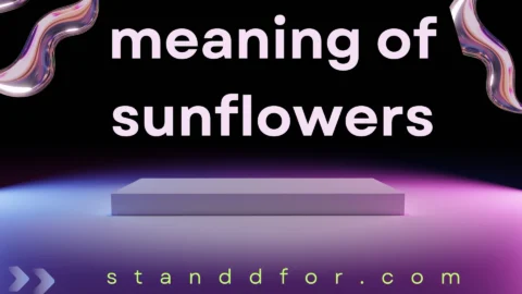 meaning of sunflowers