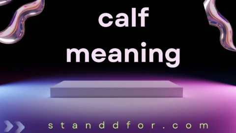 calf meaning